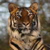 Big Cat Encounter